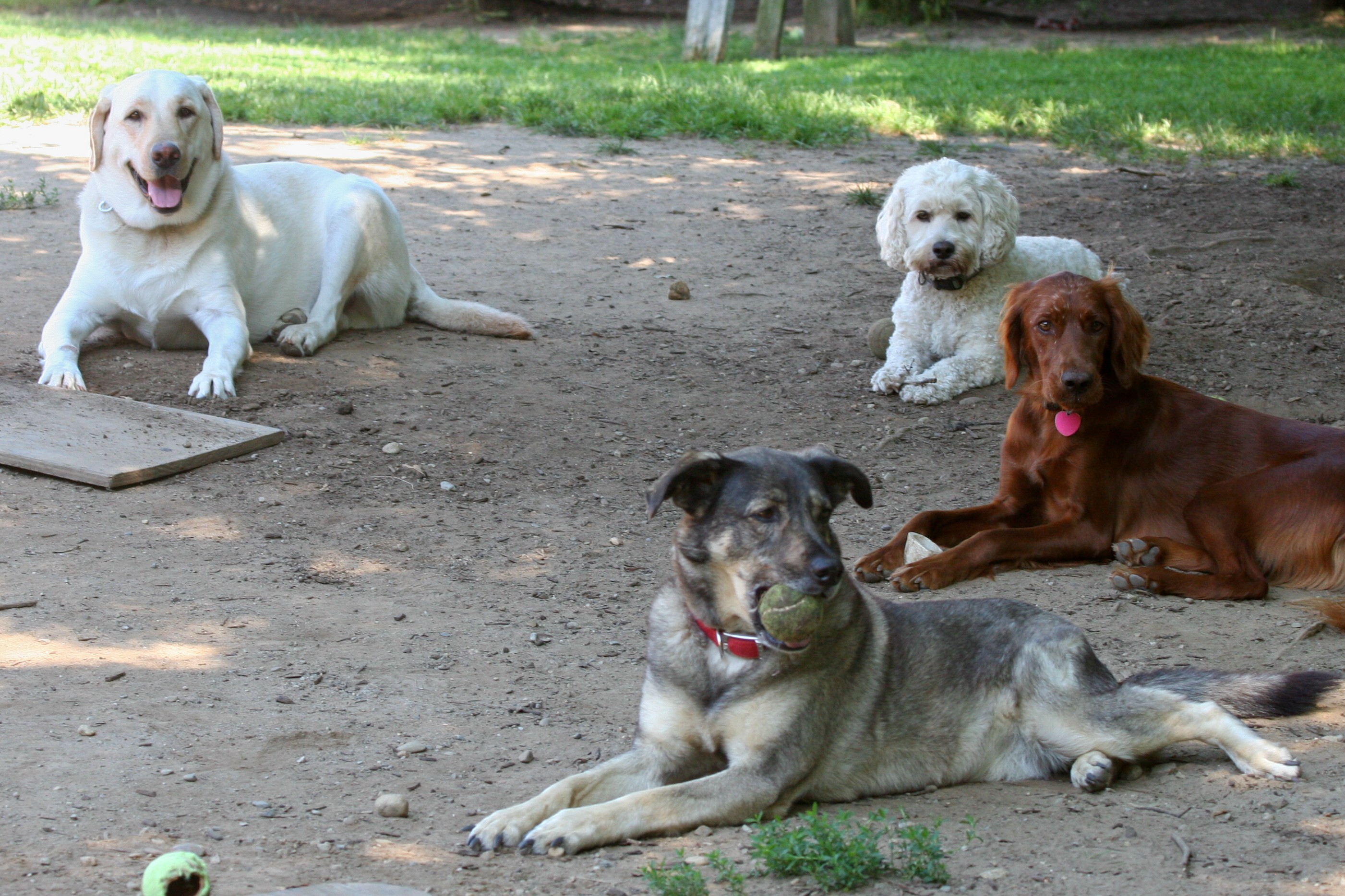 doggie-day-care-policies